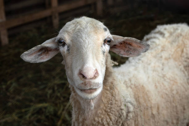 istock young sheep portrait at livestock 1483212744