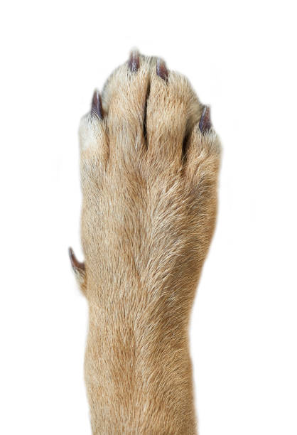 brown dog paw isolated on white background