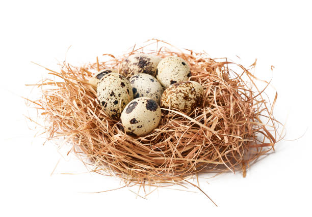 istock close up quail eggs in straw nest isolated on white background 1483213093