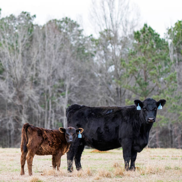 istock Angus cow-calf pair with Cu deficient calf 1483213241