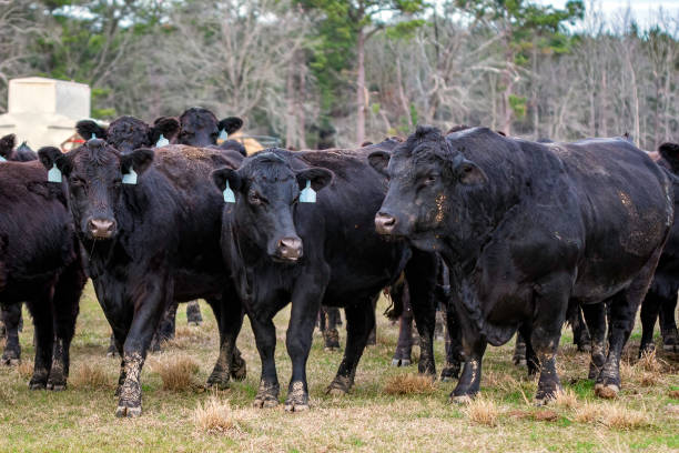 istock Angus bull with his ladies 1483213252
