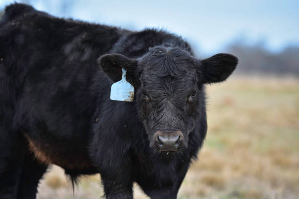 istock Black Angus calf looking at camera close up. 1483213279