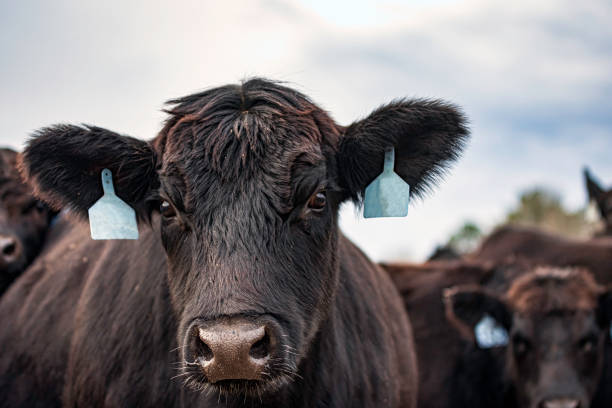 istock Curious cow investigates 1483213326