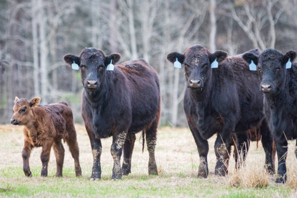istock Three cows and 1 calf in wintertime 1483213359