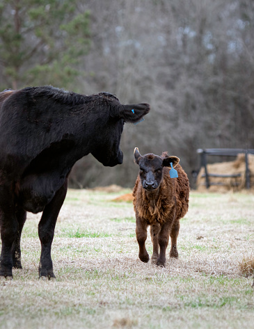 Angus mother cow looks back to her calf as it is catching up to her - negative space above.