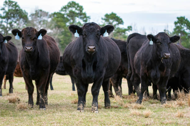 istock Heavily pregnant cow with herdmates 1483213401