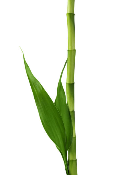 istock Branches of bamboo isolated on white background. 1483214438