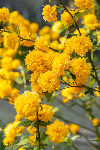 Arbusto De Flor Amarilla () Arbusto De Flor Amarilla