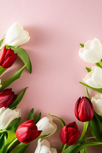 Beautiful white and red tulips on pink colored background