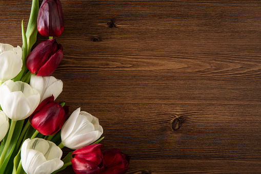 Beautiful white and red tulips on brown wooden background