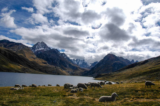 istock flock of sheep on Querococha lake 1483217392
