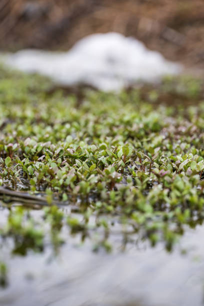 istock Close-up of small green plants, 1483217571