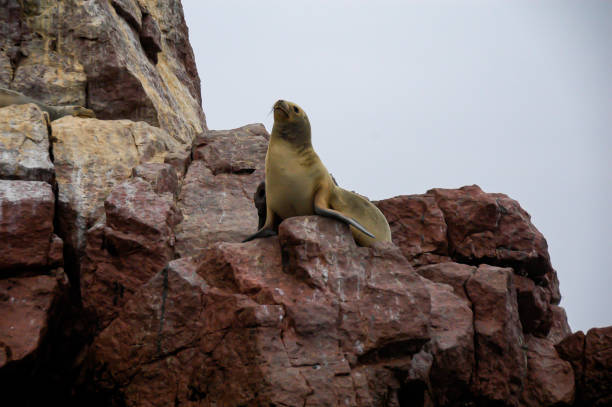 istock sea lion on the rocks 1483217582