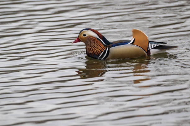 The mandarin duck (Aix galericulata) is a perching duck species native to the East Palearctic. It is medium-sized, at 41–49 cm (16–19 in) long with a 65–75 cm (26–30 in) wingspan. It is closely related to the North American wood duck, the only other member of the genus Aix. 'Aix' is an Ancient Greek word which was used by Aristotle to refer to an unknown diving bird, and 'galericulata' is the Latin for a wig, derived from galerum, a cap or bonnet. Outside of its native range, the mandarin duck has a large introduced population in the British Isles and Western Europe, with additional smaller introductions in North America