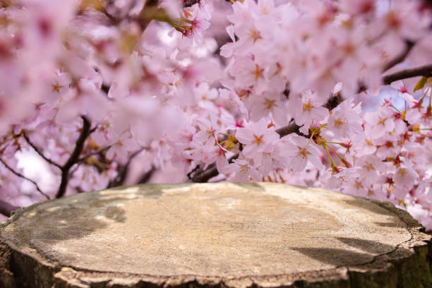 cherry blossom