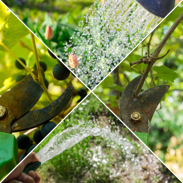 istock Spring planting collage, watering plants, flowers. Gardening, growing vegetables, square format 1483220523