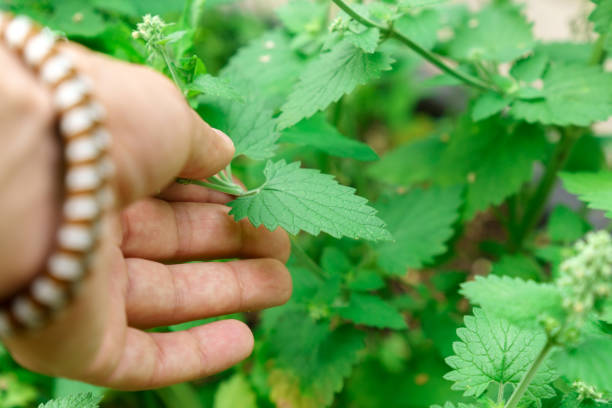 istock Mint leaves Mentha Canadensis are blooming with fresh green. Selective focus 1483220543