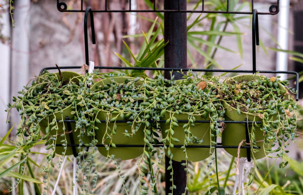 istock Flower pots with succulents hanging on a balcony. 1483220853