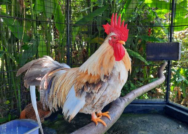 istock A red-crested chicken perched on a tree trunk in a coop 1483220855