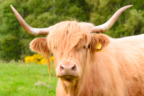 Higland cow portrait in Inverness, Scotland