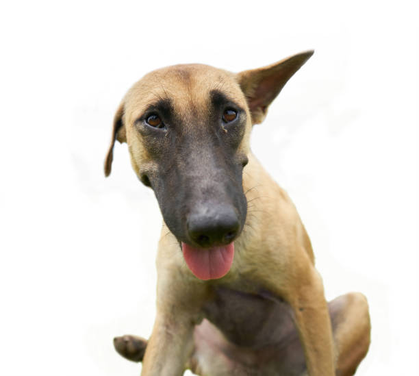 istock close up brown smile dog isolated on white background with a clipping path 1483221056