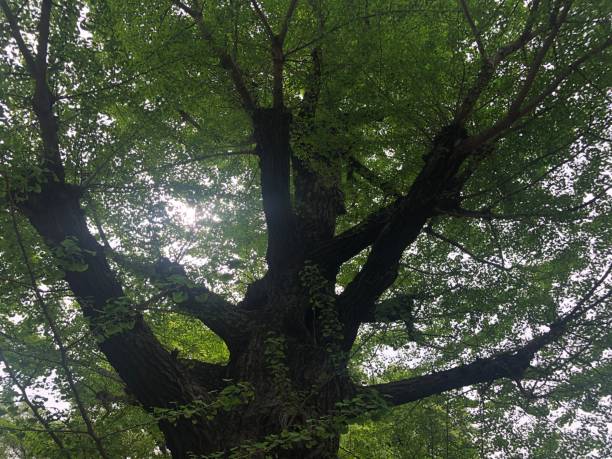 istock Japanese Flower and Tree 1483221199