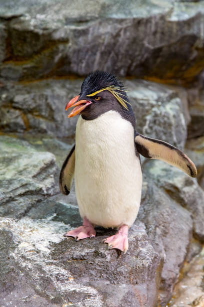 istock Southern rockhopper penguin, Eudyptes chrysocome, the smallest crested penguin and a vulnerable species in the wild. 1483221985