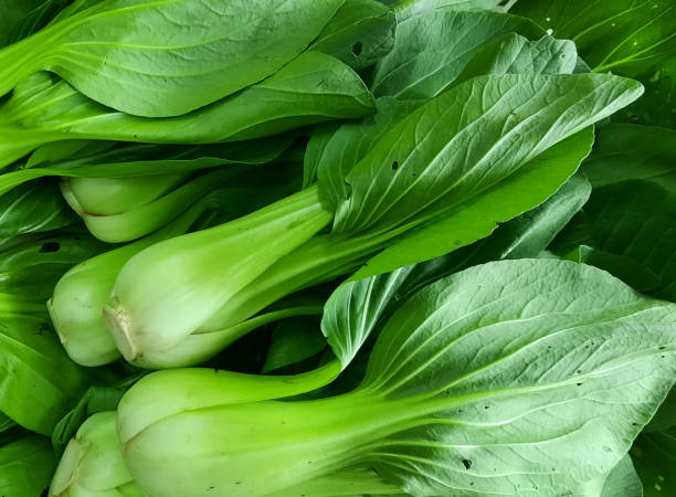 istock Bok choy or pak choi, pakcoy (Brassica rapa subsp. chinensis) vegetable 1483222214
