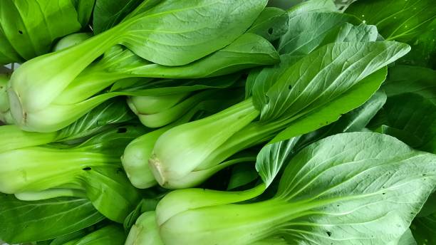 istock Bok choy or pak choi, pakcoy (Brassica rapa subsp. chinensis) vegetable 1483222230
