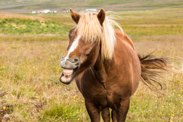 istock island horse 1483223451