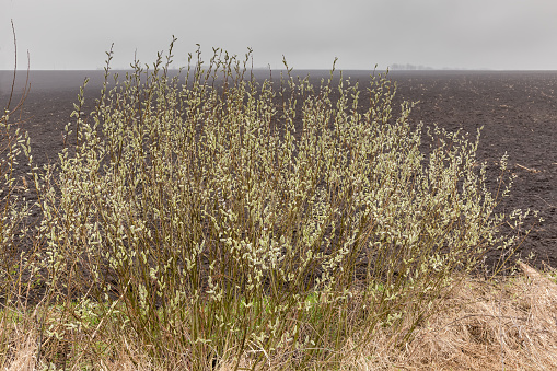 Willow bush with blooming fluffy catkins on the edge of a plowed agricultural field in overcast foggy rainy day at springtime