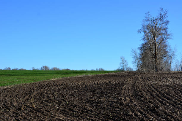 istock An agricultural field with a bare tree and a blue sky in the background 1483225091