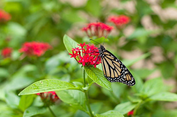 istock Monarch butterfly sitting on a red flower 148322537