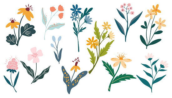 Summer wild flowers set. Floral botanical plants. Meadow and field herbs. Ideal for decoration, postcards, printing, weddings and the web. Vector illustration in hand drawn flat style isolated