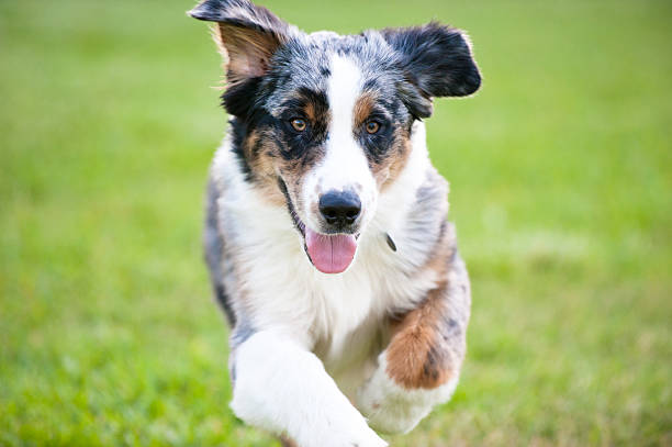 istock Blue Merle Australian Shepherd running toward camera 148322600