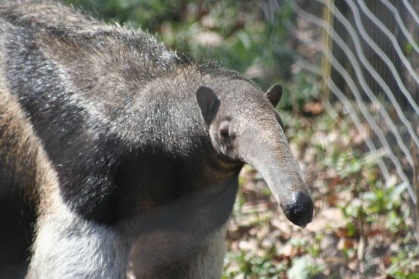 istock Giant anteater 1483226147
