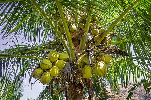 Ripe coconuts on a palm tree situated in Galle which is the most southern city in Sri Lanka