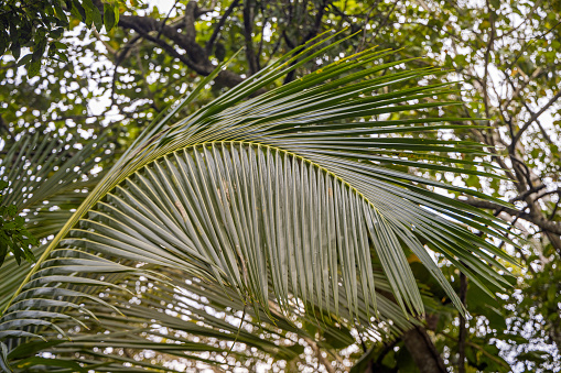Nicely structured leaf of a coconut palm tree. The coconuts are a popular crop all over Sri Lanka
