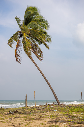 Single coconut palm tree at the beach north of Tricomalee in the Eastern Province of Sri Lanka