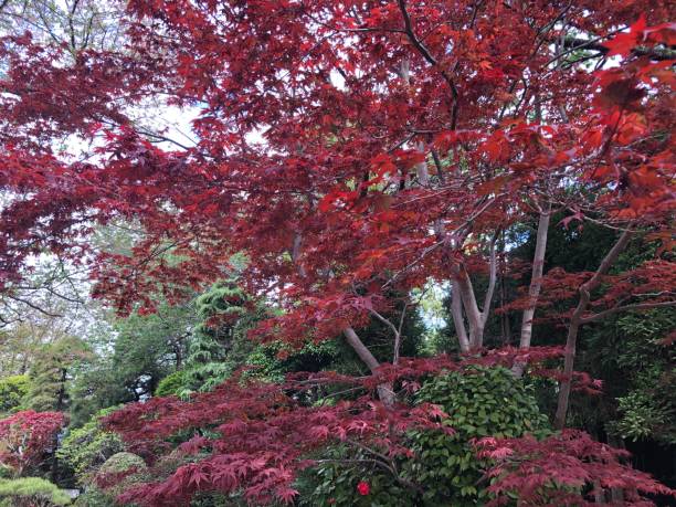 istock Scenery of Japan 1483228055