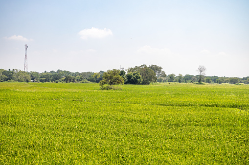Typical lush green rice field in the southern Uva province on Sri Lanka