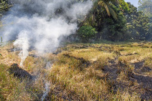 It is a tradition to burn the straw from the rice plants after harvest in Sri Lanka. This field is situated in Kuda Oya in the southern Uva Province