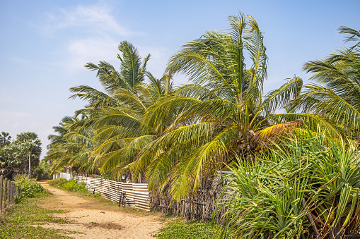 Coconut plantation close to the beach north of Trincomalee in the Eastern Province of Sri Lanka. Coconuts are a very popular crop in Sri Lanka