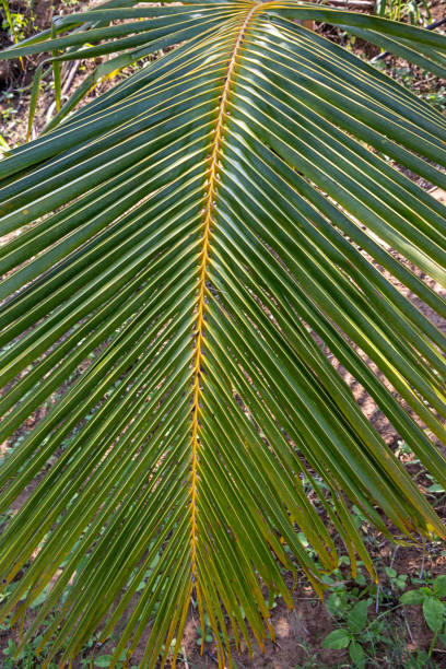 istock Leaf of a coconut palm 1483228302