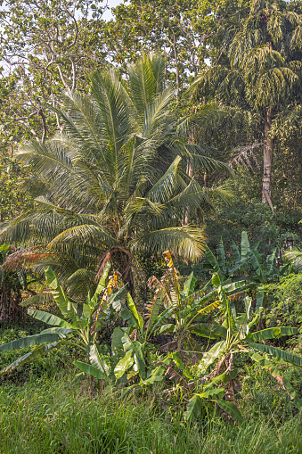 Coconut palms are grown all over Sri Lanka, some in plantations and others like here in natural hedges. The picture is taken in the North Central Province