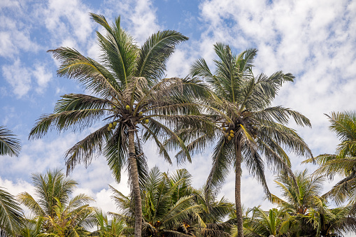 Two coconut palms against a blue sky in a small plantation in Galle which is the most southern city in Sri Lanka