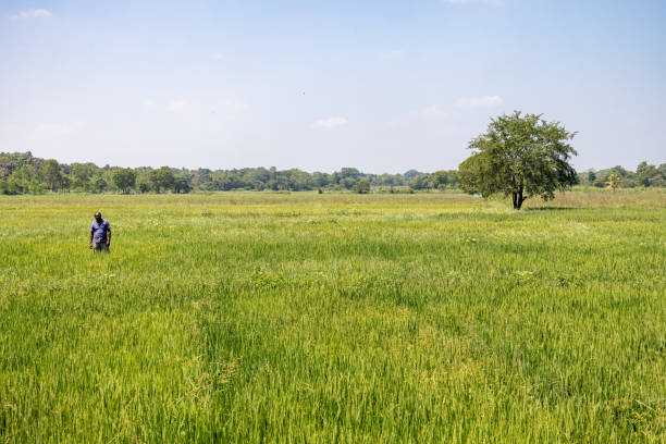 Free Stock Photo of Man Walking Through a Field of Tall Grass ...