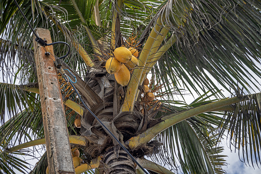 Ripe coconuts hanging in the top of a palm tree. The coconuts are a popular crop all over Sri Lanka