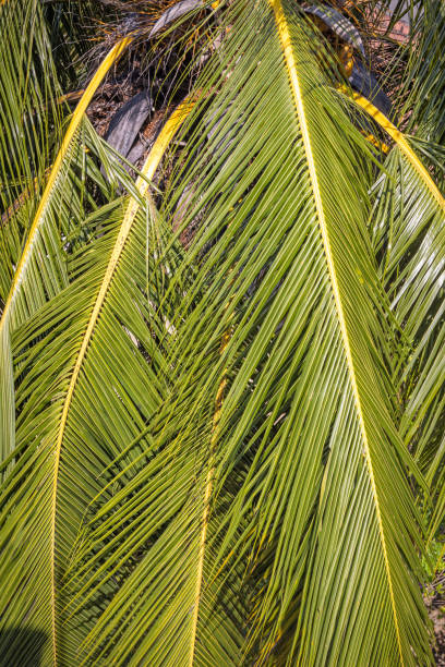 istock Leaf of a coconut palm 1483228563