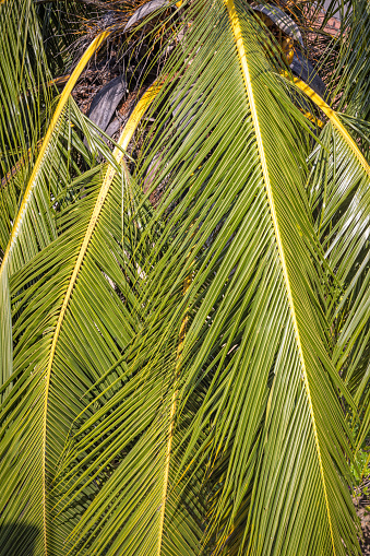 Nicely structured leaf of a coconut palm tree. The coconuts are a popular crop all over Sri Lanka